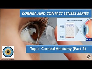 CORNEA AND CONTACT LENSES SERIES: CORNEAL PHYSIOLOGY