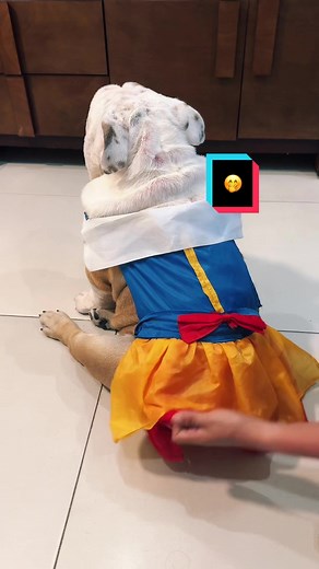 🤭 #humor #trend #Halloween #mascotas #bulldog #pets #custom #arjona