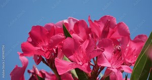 Nerium, Nerium oleander