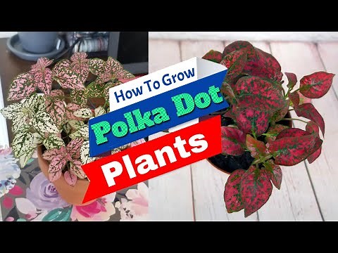 How To Grow Polka Dot Plants | Polka Dot Plant Care