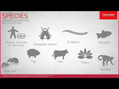 Genome Engineering Training: Precise Gene Edit Methods