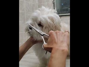 How to trim a matted dogs face with scissors, Lhasa Apso/Maltese dog breed