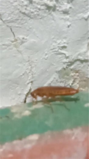 Why Cockroaches Don’t Die After Losing Their Head #cockroach