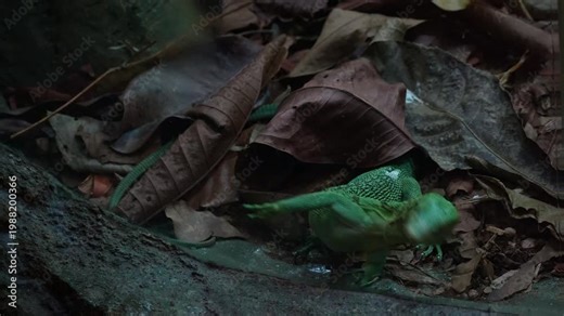 A Emerald tree monitor (Varanus prasinus) trying to escape from the glass enclosure, close up shot.