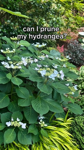 4.3K views · 8.3K reactions | Yes yes yes, you can cut back the grey sticks on your hydrangeas that didn’t leaf out this year. Don’t prune until you’re sure the buds won’t open so you can maximize this years flower show  Hydrangea featured: @pwcolorchoice tiny tuff stuff hudrangea; planted as a wee baby qt from @greatgardenplants 朗 | Everyday Gardening Tips | Facebook
