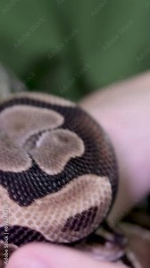 A man's hand touches a snake. royal python sticks out its tongue and crawls gracefully down the green hill. The snake curled up in a ball slowly lowers its head down.