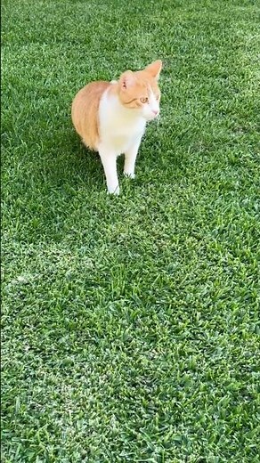 Handsome, calm, and crouching cat 🐈