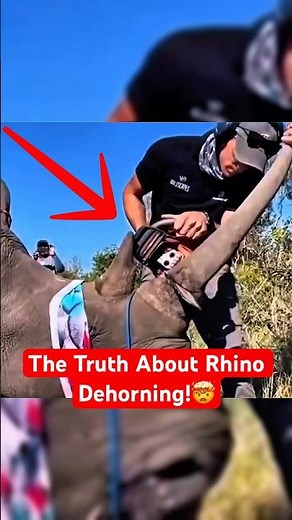 Why They Cut Off Rhino Horns