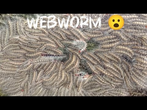 The fall webworm 🐛 