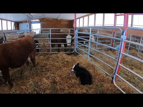 Inside a Cow-Calf Barn: How It Works