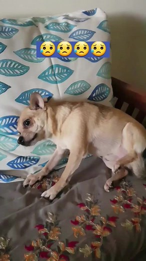 Alimentação Natural Para Seu Cachorro: Dicas Essenciais