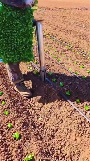 This is a quick process of planting vegetable seeds using simple tools. #shorts