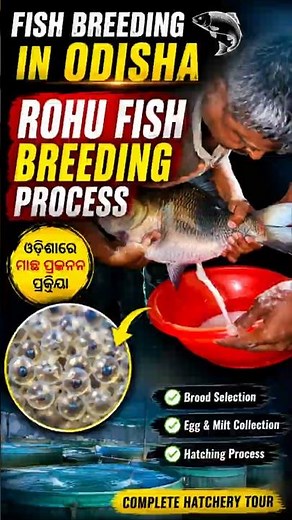 Fish Breeding Process in Odisha | Complete Fish Hatchery Tour #views#farming #fish #breeding #odisha