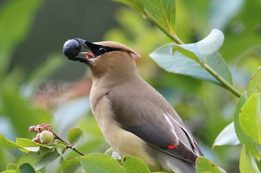 Bird Senses: Can Birds Smell or Taste?
