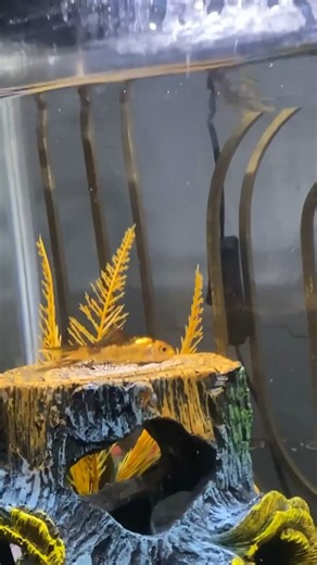 Time to wake up! #fish #sleep #morning #water #evanescence