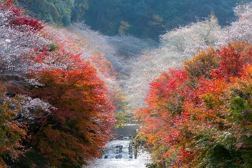 This is the place in Japan to see sakura and autumn leaves at the same time