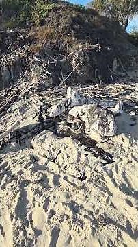 Oozing Tar at Carpinteria State Beach / Tar Pits Park