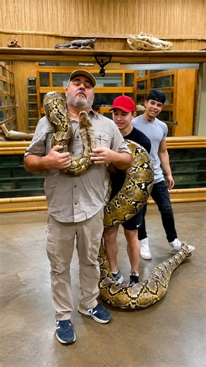Python delivers a single bite to make its point clear