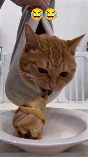 Cute Cats Stealing Food Like Little Thieves 😹 #shorts #ytshorts #catvideos #cute #animals #usa #cat
