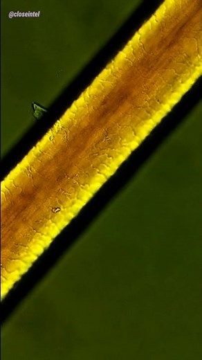 Human Hair Under Microscope