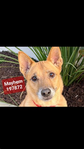 All of these dogs and so many more would like you to choose them. They spent the holidays at the shelter, and they are ready to find forever, loving homes! Please come by the shelter to see how pawsome they are! ❤️🐾 #shelterdogs #foreverhomeswanted #AdoptionSavesLives #dogs #adorableadoptables #shelterpetsmakethebestfamilymembers #Wildomar #california For information about transport, email Phil 📧 facility@afv.org Disclaimer: I am not an employee at Animal Friends of the Valleys, nor do I repre