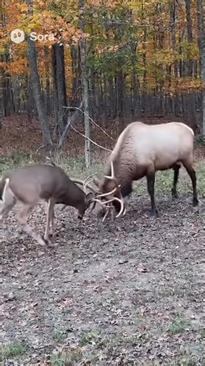 67 reactions · 25 comments | Kentucky Trail Camera! #kentucky #deer #elk #ai | The Bicknell Bunch | Facebook