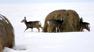 Sask. mandates testing for bovine, CWD in wildlife
