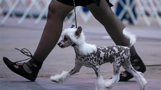 North Fort Myers dog show features both popular, rare breeds