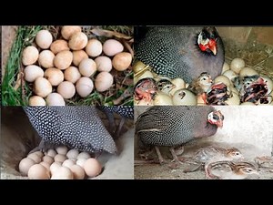 guinea fowl chicks have arrived. Guineafowl hatching eggs.