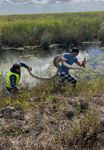 Giant #python from #miami #yoink #everglade #animals