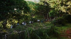 1.6K reactions · 47 shares | Gera Forest in Jimma is a place to refresh your soul. The sounds of birds and the fresh air make it a truly calming and refreshing experience.  soko.et #ethiopiasabundance #visitOromia #LandOfOrigins #Ethiopia #Oromia #Jimma #forest | Visit Oromia | Facebook