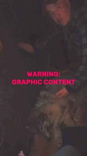 Racing Extinction on Instagram: "On February 29th, Cody Roberts reportedly hit a wolf with his snowmobile in Wyoming, disabling the animal before taping its mouth shut and taking it to the Green River Bar to show him or her off. Videos from witnesses show the animal writhing on the floor of the bar, unable to fight back and likely suffering from internal organ damage, yet Cody tormented and posed with it. An eyewitness described how Cody went about the torture of the wolf as a joke as the innoce