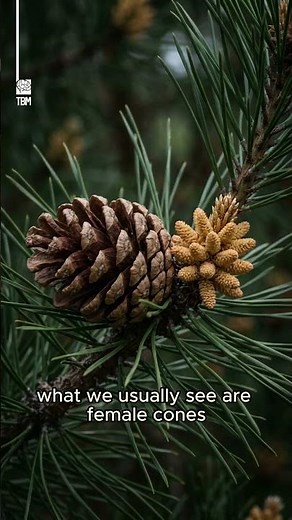 Life Cycle of Pine Trees