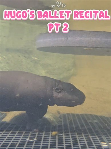 Hippo Ditches Tutu but Keeps the Attitude