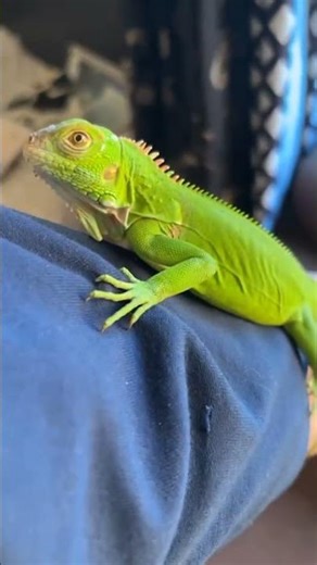 “This green iguana is pure royalty 💚🦎 #iguana #bhopal