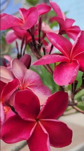 Red Chafa Flower❣️लाल चाफा फुल 🌺 मंत्रमुग्ध गाणं 😇 #chafa #flowers ##flower #beautiful #Red #viral