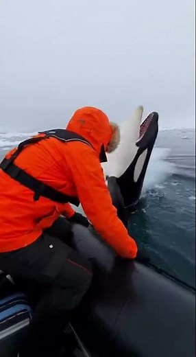 Orca Ambushes Penguins During Feeding