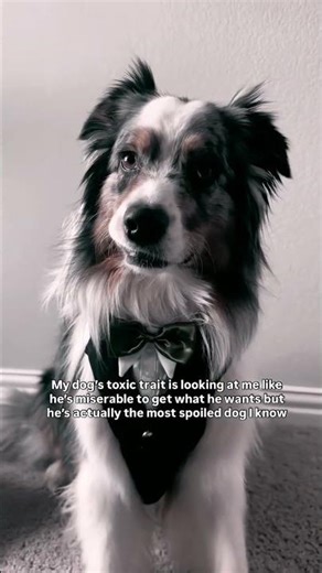 The Most Beautiful Dogs on Earth