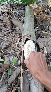 Catch spiny animals | Bijang TV