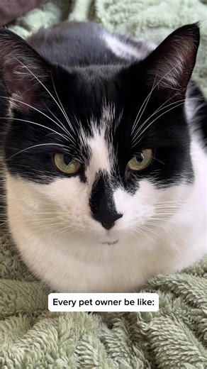 I mean how can we not?😂🤦🏻‍♀️ #my_neko_pudding#puddingthefriendlycat#cutecats#catowners#petowners