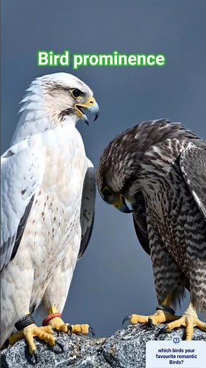 Falcon Bird Call – Mating Season Sounds 💕