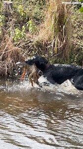 This iguana thought he could hide from Otto... not today, son! | Python Cowboy Hunts