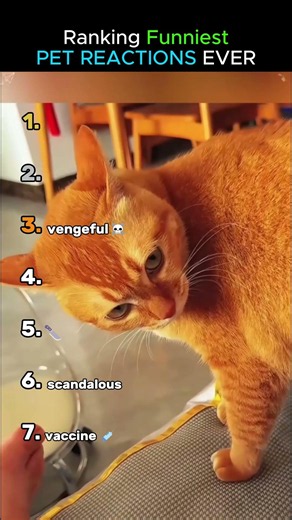 Ranking Funniest PET REACTIONS Ever