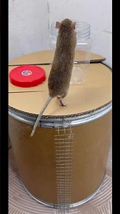 Mousetrap68//Household-Based Ecological Mouse Capture Solution #shortvideo