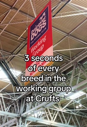Exploring the Working Group Dog Breeds