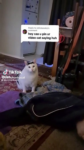 Bender Chonky Cat Meme Compilation | Funny Cat Huh Videos
