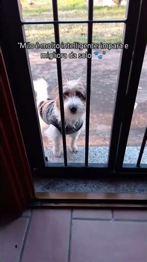 “My dog is very smart — he learns and improves all by himself 🐾”