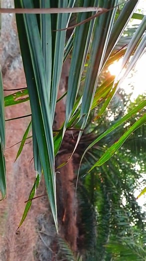 Whispering Wind & Songbirds #naturerelaxation #4knature #wind #birds