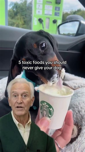 Dog Health (@healthydog_tips)’s videos with original sound - Dog Health