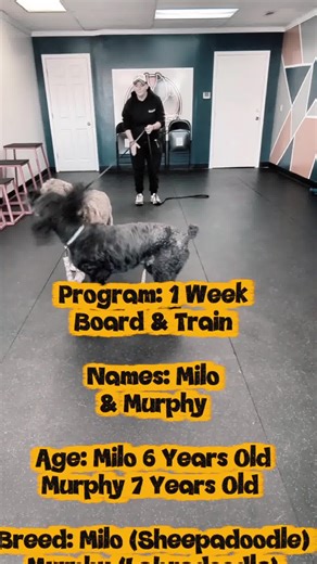 🐾 Meet Milo and Murphy, the talented doodle duo who just completed our 1 Week Board and Train Program with Trainer Hope! 🎉 These two have mastered a variety of skills, from basic obedience to advanced manners, and are ready to impress! We couldn’t be prouder of their progress and the bond they’ve built with Trainer Hope. Want to see your pup shine like Milo and Murphy? Contact us today at 1-833-FIX-MY-K9 or visit us at www.IndyDogTrainer.com! 🐕✨ #Doodles #DogTraining #IndyDogTrainer #Indianap